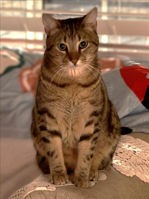 NAPO - Domestic Short Hair available for adoption