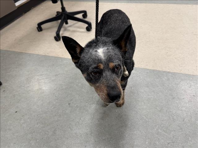 CALOB - Queensland Heeler available for adoption