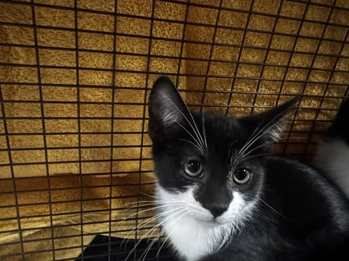 SPOOKY - Domestic Short Hair available for adoption