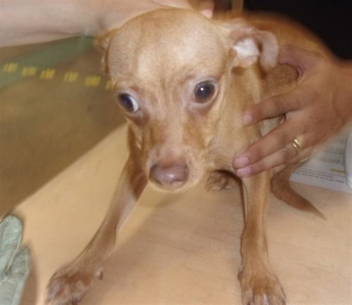 BAM BAM - Chihuahua available for adoption