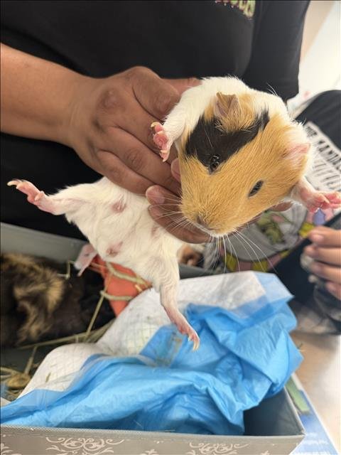 POSIE - Guinea Pig available for adoption