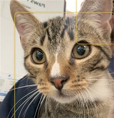 DISCO - Domestic Short Hair available for adoption