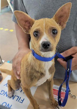 SWEETIE - Chihuahua available for adoption