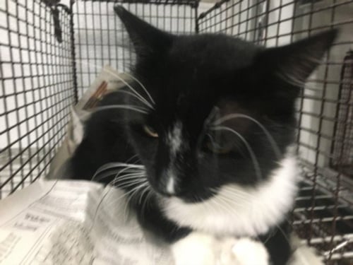 BENEDICT - Domestic Short Hair available for adoption