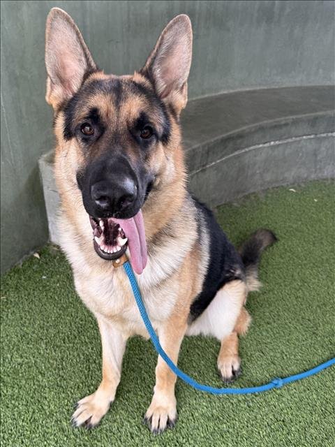 WELLINGTON - German Shepherd Dog available for adoption