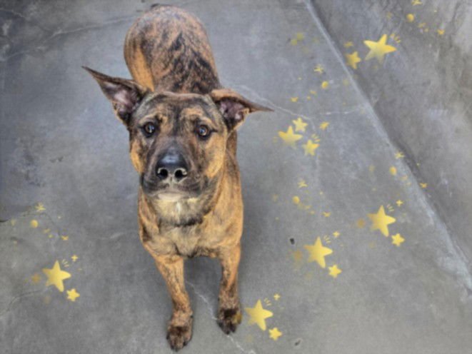 HAZEL - Pit Bull Terrier available for adoption