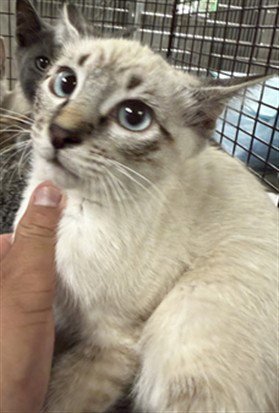 OAKLEY - Domestic Short Hair available for adoption