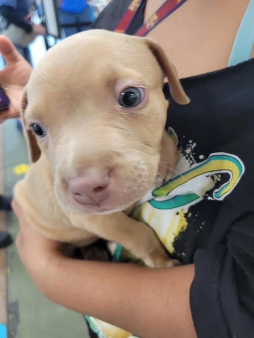CANELLA - Pit Bull Terrier available for adoption