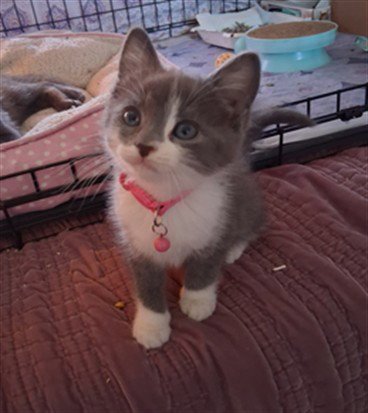 ELOISE - Domestic Short Hair available for adoption