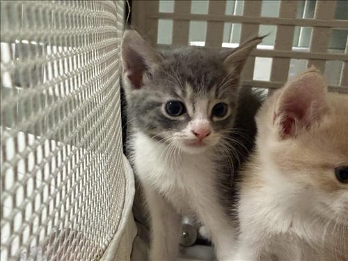 A2294788 - Domestic Short Hair available for adoption