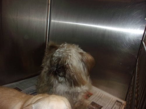 RIO - Silky Terrier available for adoption