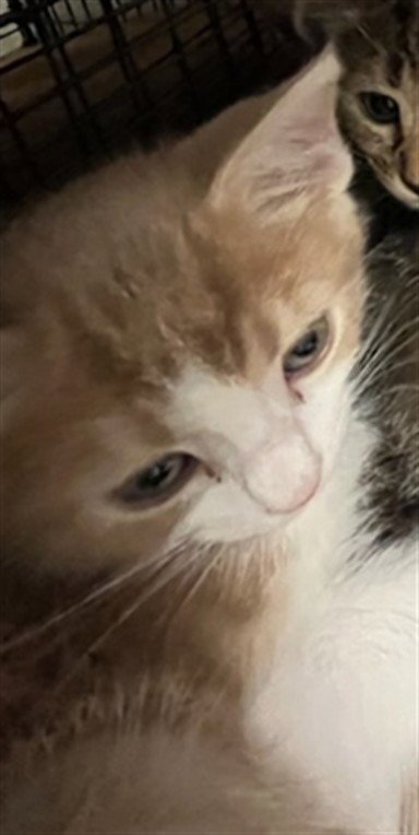 SQUEAKY CHEEKS - Domestic Short Hair available for adoption