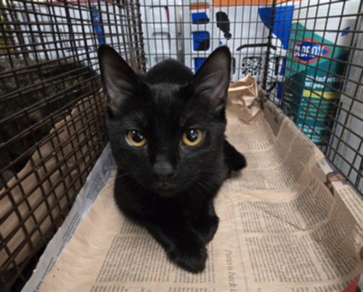BINX Image