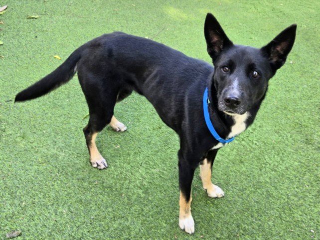 LIBBY Image