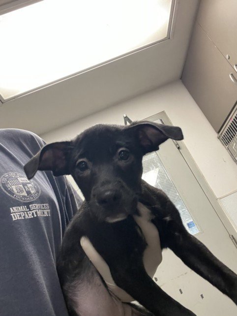 MONICA - Labrador Retriever available for adoption