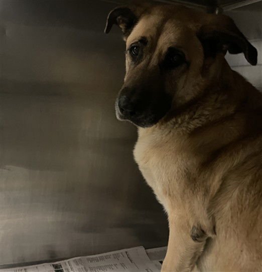 MAXIE - German Shepherd Dog available for adoption
