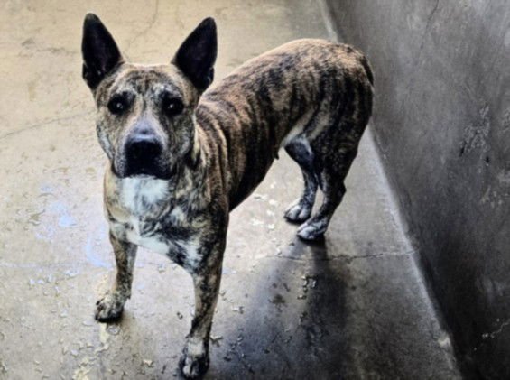 JENNA - German Shepherd Dog available for adoption