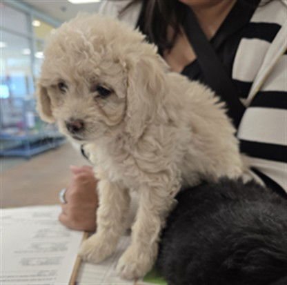 A2256632 - Poodle (Miniature) available for adoption