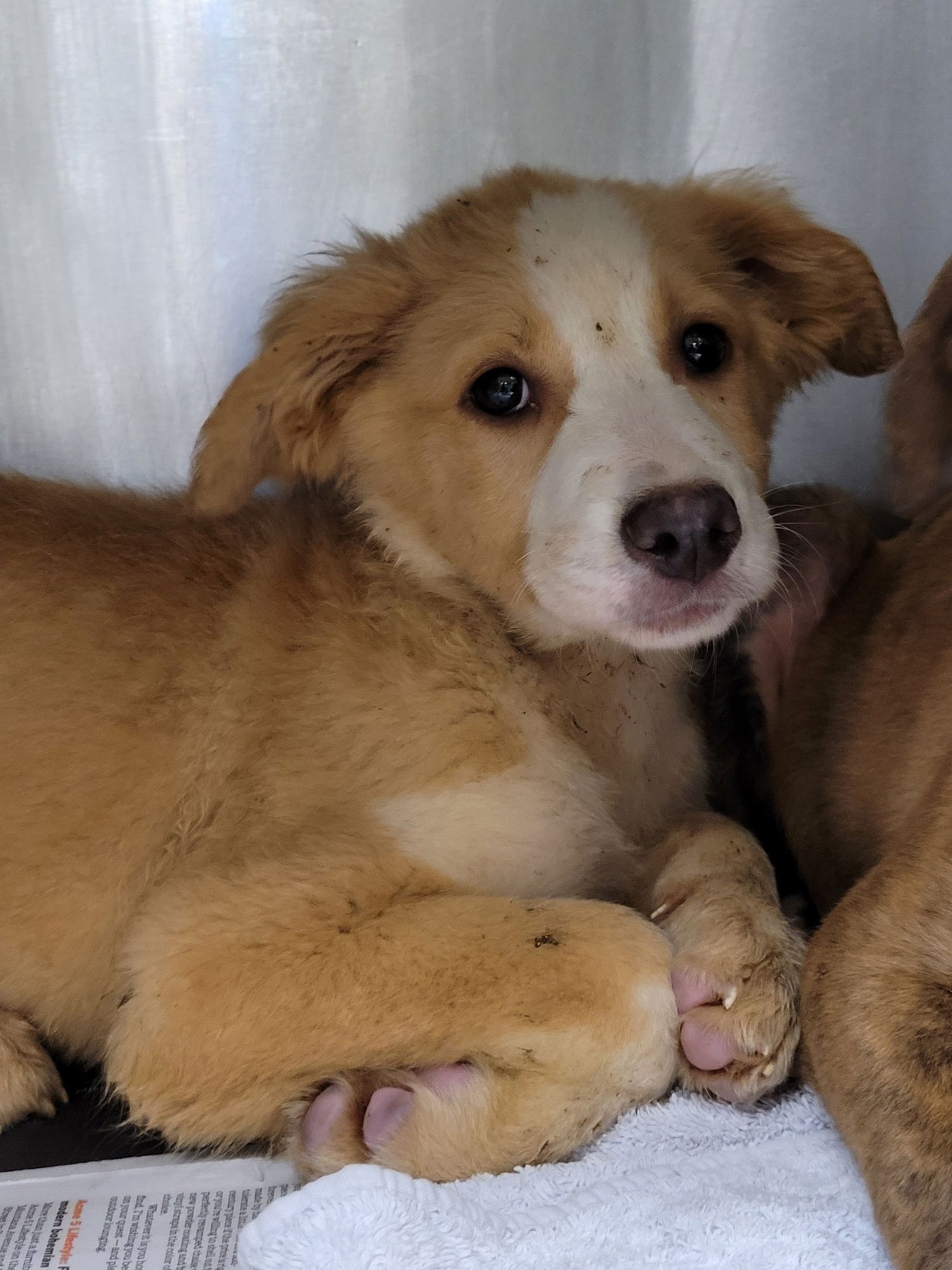 GOOFY - Husky available for adoption