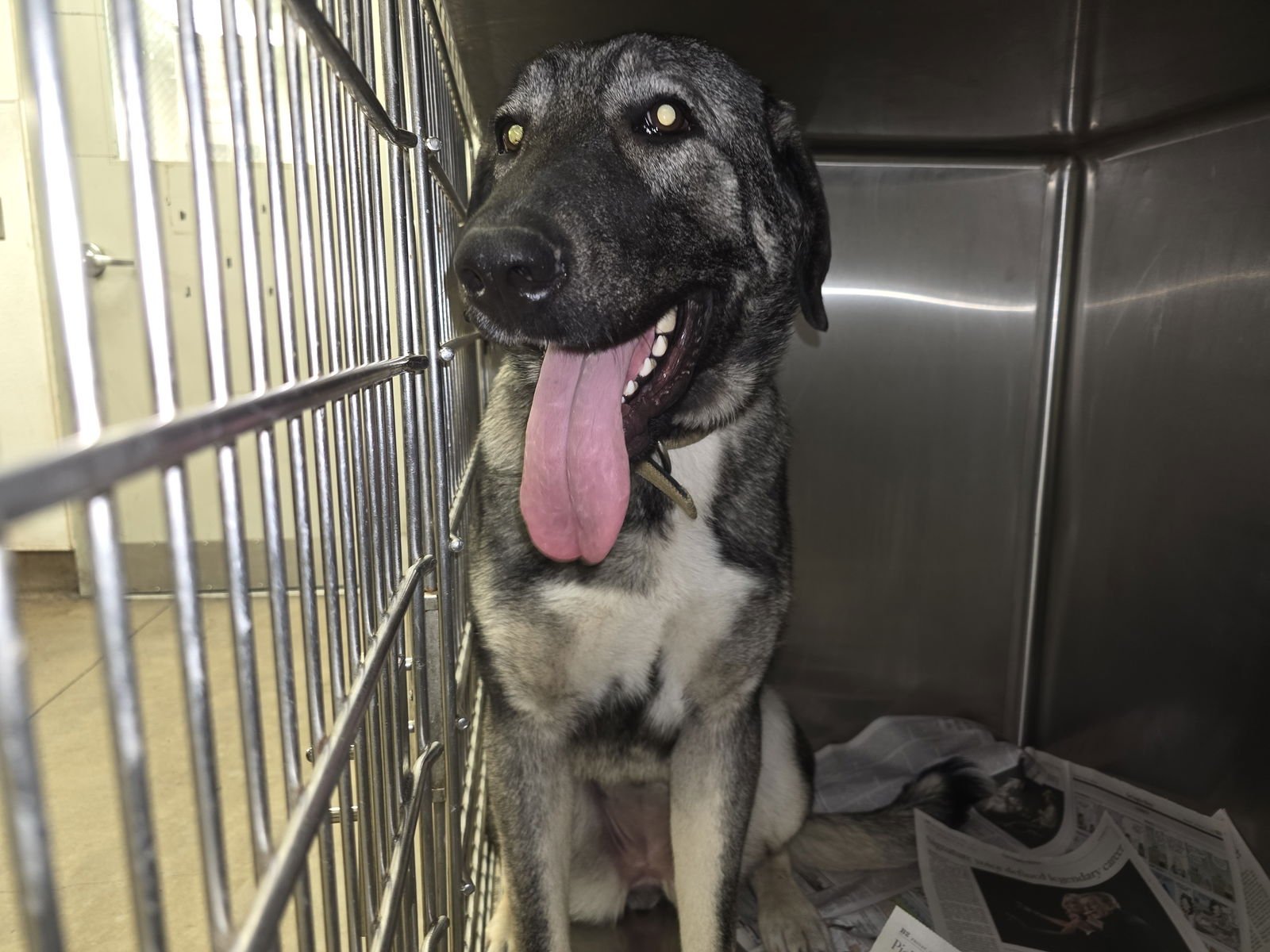 KAYLA - Anatolian Shepherd available for adoption