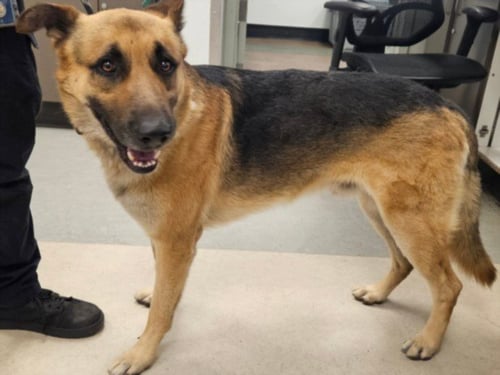 MAVERICK - German Shepherd Dog available for adoption