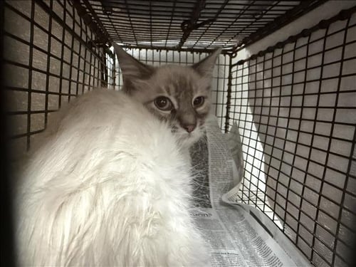 BLAZE - Domestic Long Hair available for adoption