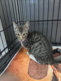A2296689 - Photo 1
