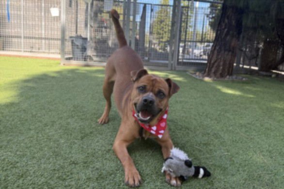 ZEUS - Boxer / Pit Bull Terrier available for adoption
