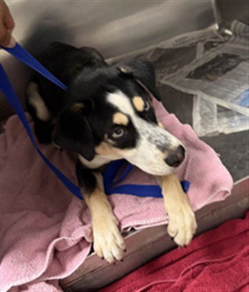BANDIT - Husky available for adoption