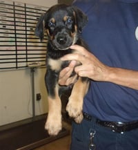 BIG ROCKY - Photo 1