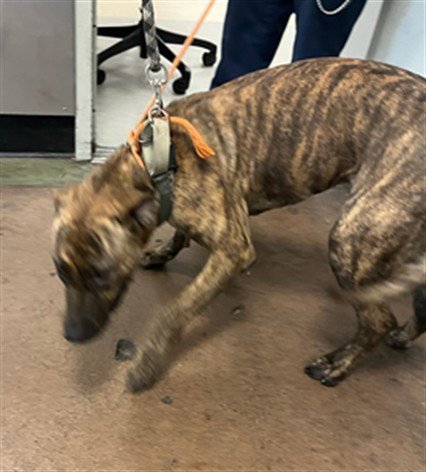 PRINCESS - American Staffordshire Terrier / Cane Corso Mastiff available for adoption