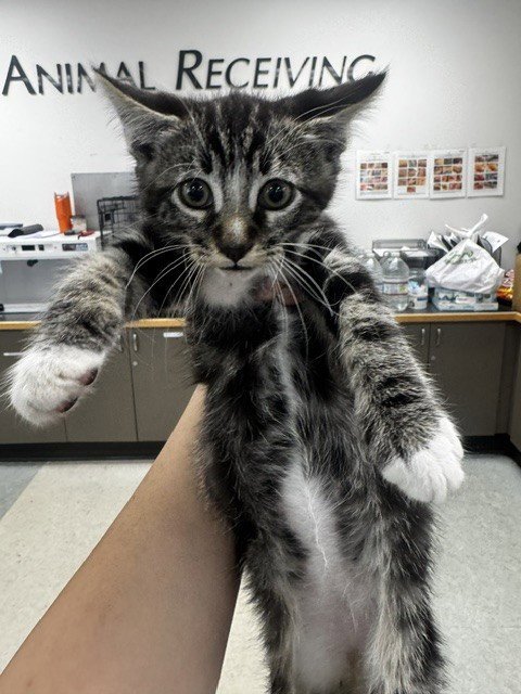 A2294160 - Domestic Short Hair available for adoption