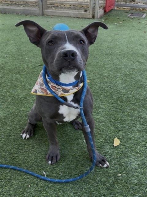 BOGEY - Pit Bull Terrier available for adoption