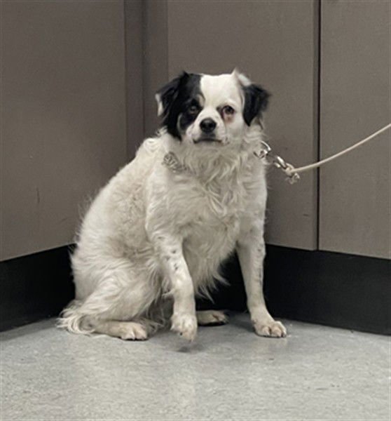 MANCHA - Tibetan Spaniel available for adoption