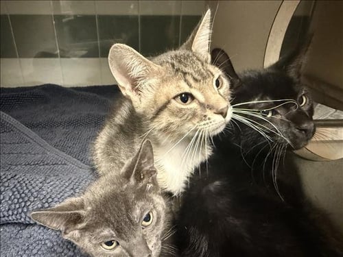 A2294136 - Domestic Short Hair available for adoption