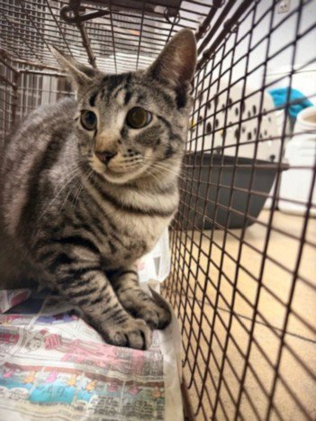 SABRINA - Domestic Short Hair available for adoption