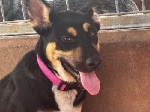 STELLA ROSE - German Shepherd Dog available for adoption
