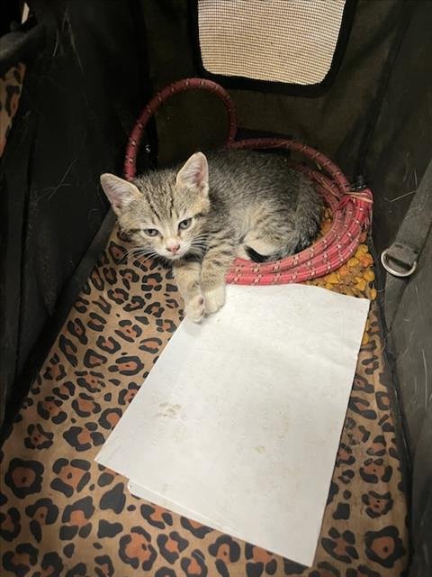 EVIE - Domestic Short Hair available for adoption