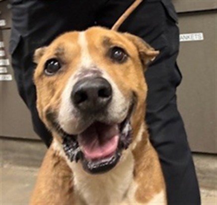 HUSTLE - Staffordshire Bull Terrier available for adoption