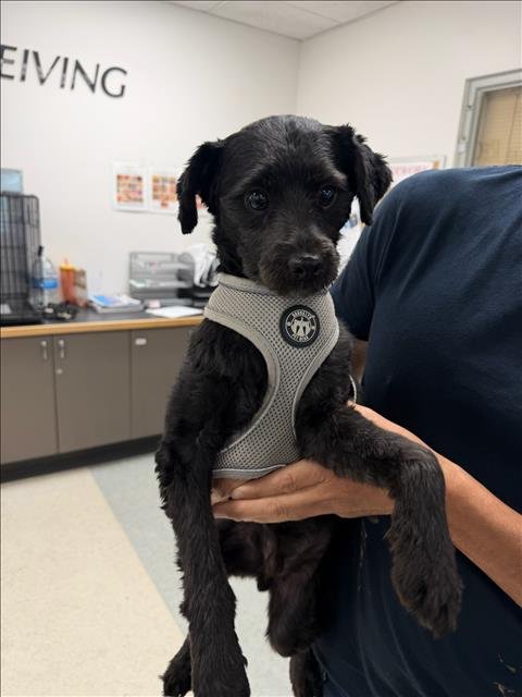 OREO - Labrador Retriever available for adoption