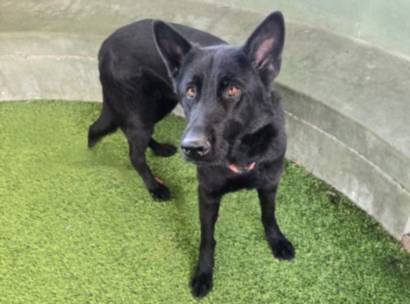 TULIP - German Shepherd Dog available for adoption