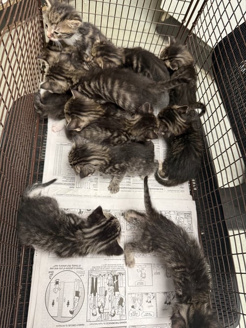A2287750 - Domestic Short Hair available for adoption