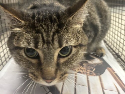 RODGER - Domestic Short Hair available for adoption