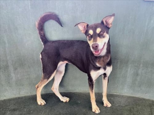 CARMELLA - Australian Kelpie available for adoption