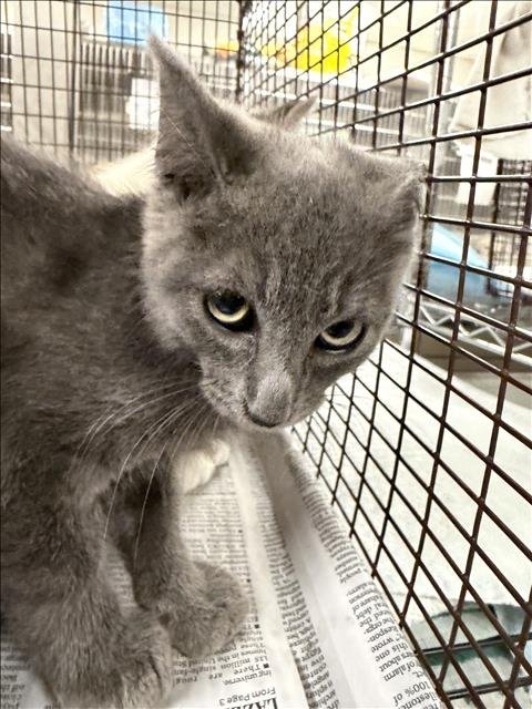GETTI - Domestic Short Hair available for adoption