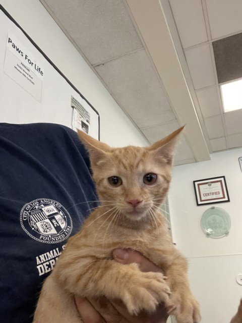 HABANERO - Domestic Short Hair available for adoption