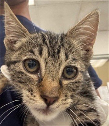 MABEL - Domestic Short Hair available for adoption