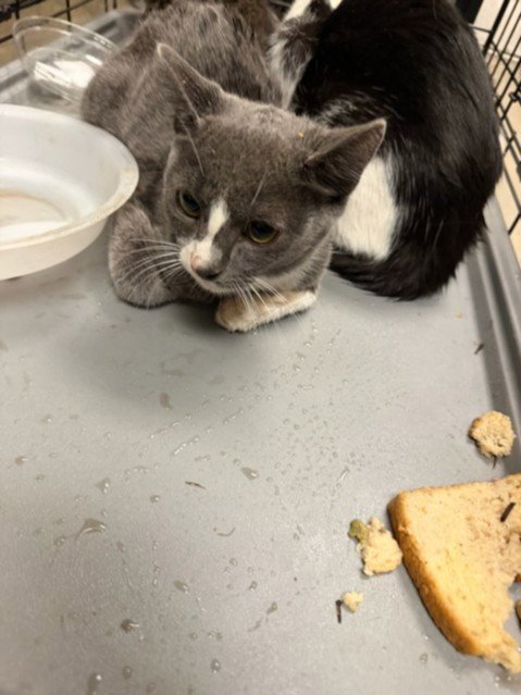 CAT 3 - Domestic Short Hair available for adoption