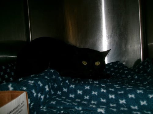 STARFIRE - Domestic Short Hair available for adoption