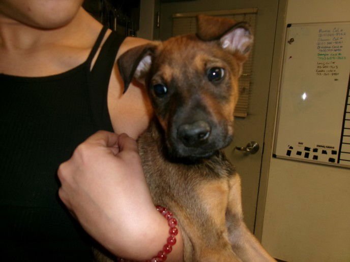 MARK - Chihuahua available for adoption